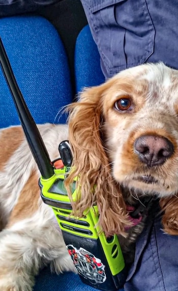 Con el tiempo se convirtió