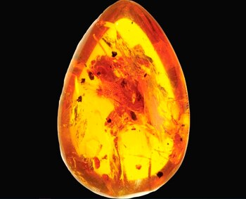 Ejemplar fósil de Yaksha perettii