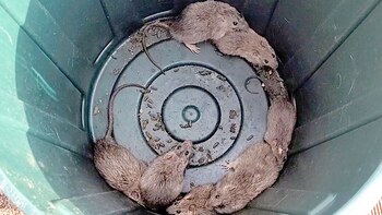 Esta captura de fotograma tomada