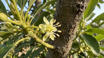 Una flor de palta de color verde pálido con estambres, cubierta de gotas de agua, emerge de un tallo con brotes y hojas verdes cerca de un tronco de árbol.