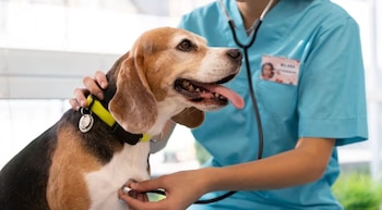 Con 23 millones de animales