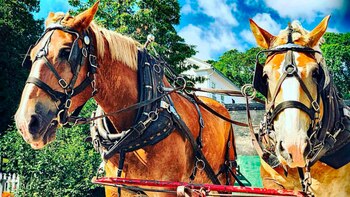Carruajes tirados por caballos, tradición
