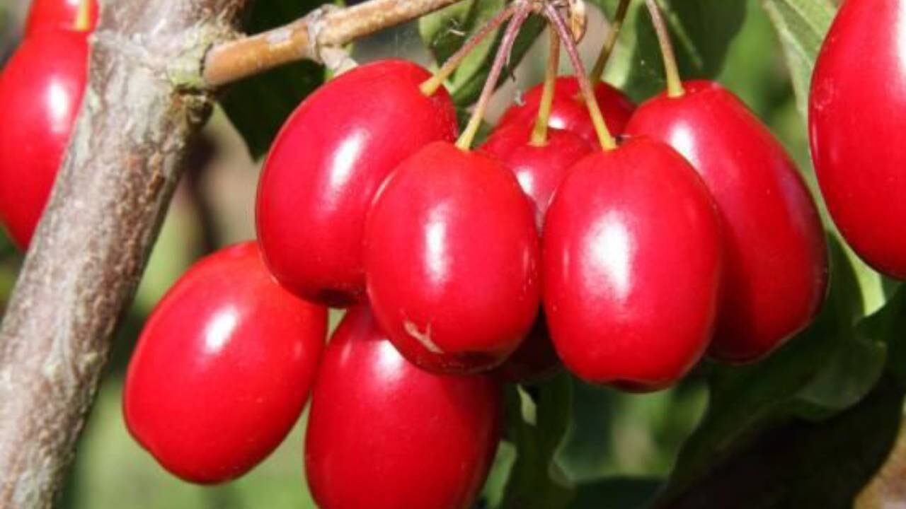 Los vibrantes bayas rojas cuelgan de una rama.