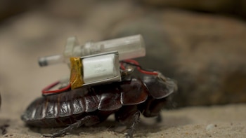 Cucaracha cyborg