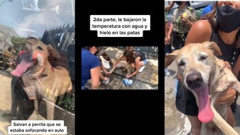 Perrita se salva por vecinos