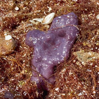 Aunque carecen de columna vertebral