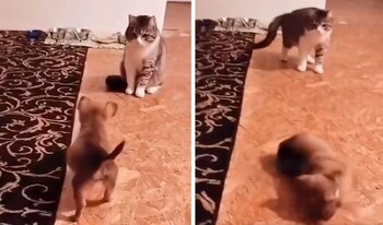 Este par tampoco se quedó