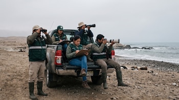 Cinco personas con chalecos verdes en una playa rocosa junto a una camioneta. Tres observan con binoculares y cámaras de teleobjetivo. Dos anotan. Hay lobos marinos.