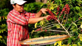El café colombiano gana terreno