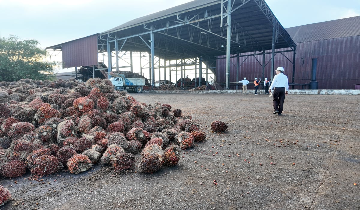 El 90% de los cultivadores de palma aceitera en San Pablo son pequeños productores independientes que gestionan sus terrenos de manera autónoma. - (RSPO)