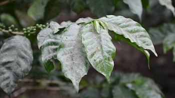Agricultura en Guatemala activa su plan de respuesta y vigila 238,862 hectáreas por la actividad del volcán de Fuego
