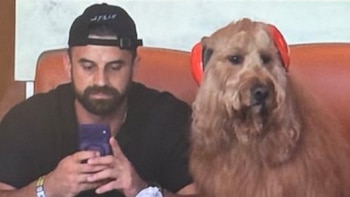 El perro influencer con auriculares protectores se robó las miradas en el partido entre Argentina y Cabo Verde