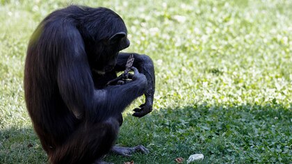 La desgarradora historia de Natalia: la chimpancé que lleva tres meses cuidando el cadáver de su bebé