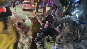 Conmovedor rescate de dos caniches