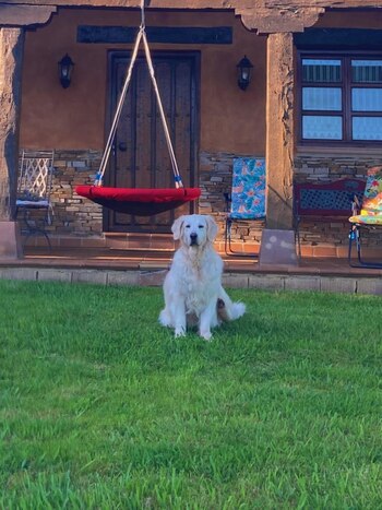 Golden Retriever (foto cedida: Dana)