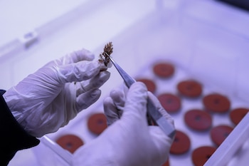 A restauração de corais envolve biotecnologia e o cultivo de fragmentos de corais para compensar os fertilizantes naturais causados pelo calor (REUTERS/Stelios Misinas)