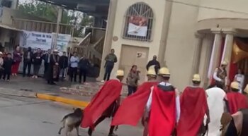 El perrito se lanzó contra