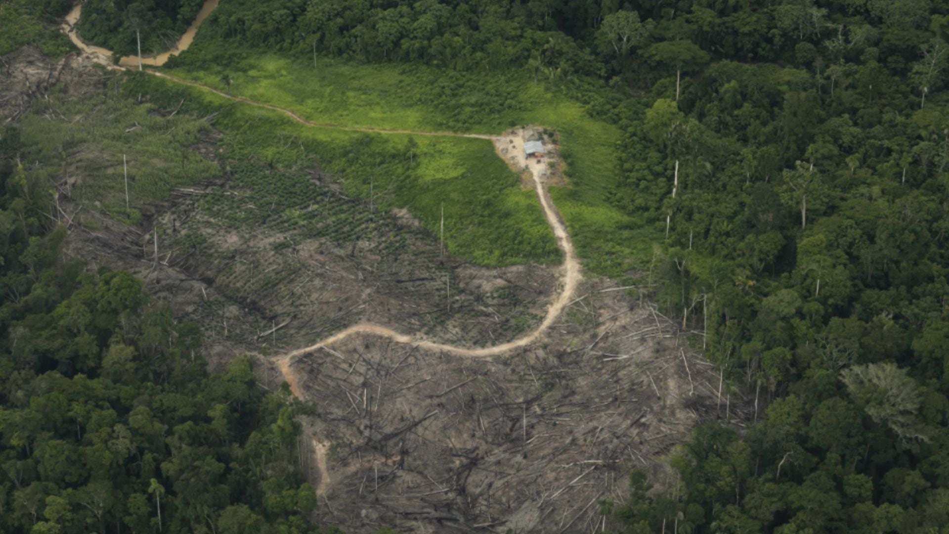 Los bosques en Perú siguen siendo deforestados . Foto: FCDS peru
