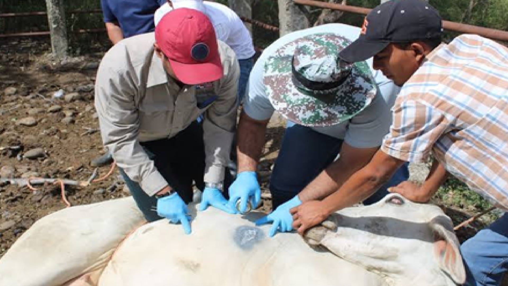 Intensifican estrategia para contener al gusano barrenador en Tamaulipas, Veracruz y San Luis Potosí