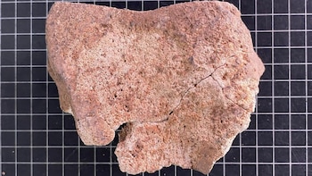 Descubren en Córdoba un hueso de elefante que podría haber servido como máquina de guerra hace 2.200 años