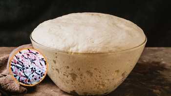 Las levaduras son microorganismos que