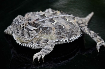 Programas de cría en cautiverio