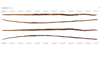 Hallaron restos de un neandertal de 75.000 años con una posible herida mortal causada por una lanza