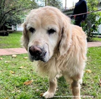 La canina Samantha, de 14