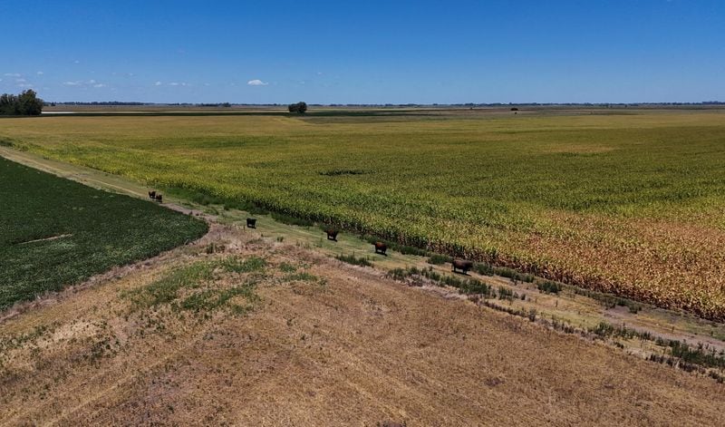 El déficit hídrico de enero puso un límite al potencial productivo de la cosecha gruesa, clave para el ingreso de dólares
REUTERS/Agustin Marcarian