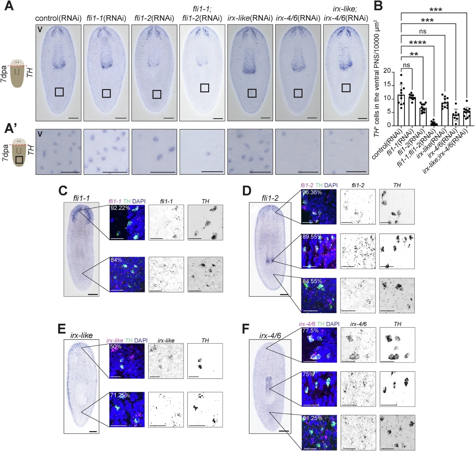 Los científicos analizaron 74 genes activos y determinaron que 10 de ellos resultan fundamentales para formar células dopaminérgicas (Gentileza, estudio Los mecanismos combinatorios especifican la ubicación celular y la identidad del neurotransmisor durante la neurogénesis de la planaria, publicado en Nature Communications)