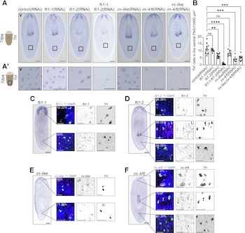 Paneles de microscopía con siluetas alargadas y muestras de fluorescencia junto a un gráfico de barras que incluye puntos de datos