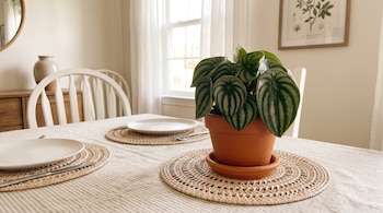 Una maceta de barro con una planta de hojas rayadas sobre un mantel individual tejido en una mesa servida con platos blancos y cubiertos.