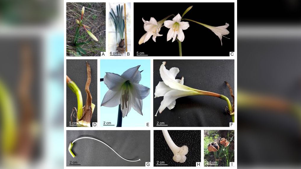 La candimina es un alcaloide extraído de Hippeastrum escoipense, una planta silvestre de la familia Amaryllidaceae conocida también como amancay./ Crédito: Revista Darwiniana