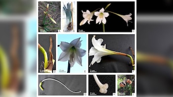 planta HIPPEASTRUM ESCOIPENSE