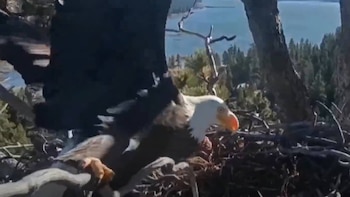 Águila calva en primer plano con plumas marrones, cabeza y cola blancas, y pico naranja, posada en un nido de ramas secas con árboles y un lago al fondo