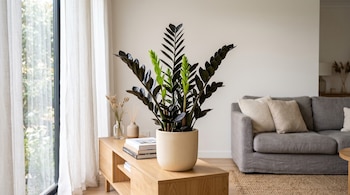 Planta Zamioculca en maceta de cerámica sobre un mueble de madera, junto a un sofá gris y una ventana con cortinas claras.