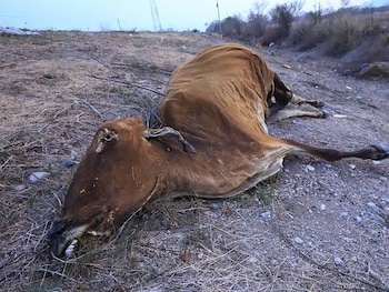 La sequía ha provocado la muerte de más de 100 reses en San Antonio de Flores.(FOTO: La Prensa)
