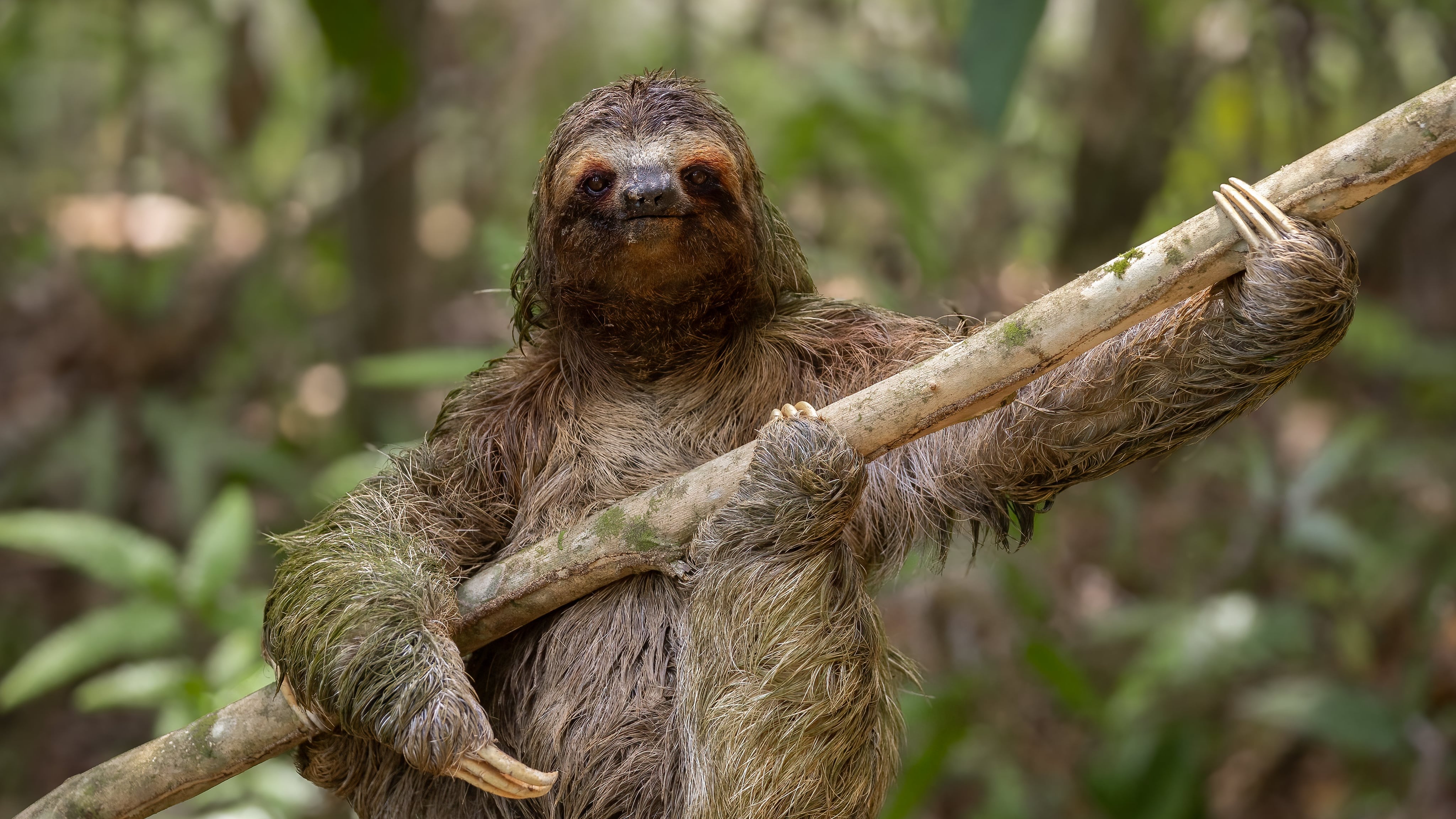 Estudios con sensores en el hábitat natural del perezoso demostraron que sus largos periodos de inactividad no equivalen a sueño continuo (© Harry Collins/Nikon Comedy Wildlife Awards)