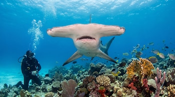 Primer plano de un tiburón martillo en el centro, un buzo a la izquierda, y un arrecife de coral con varios peces en el fondo marino.