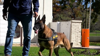 Drago, un perro policía uruguayo clave para incautar 118 kilos de paco