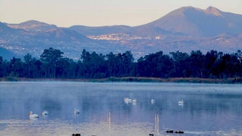 Festival del Día Mundial de