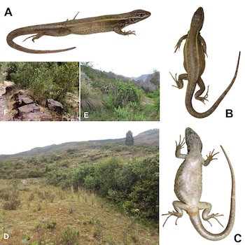 Collage de seis imágenes: tres de una lagartija Stenocercus aguilari desde diferentes ángulos (lateral, dorsal, ventral) y tres de su hábitat montañoso y vegetado