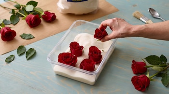 Una mano coloca una rosa roja en un recipiente plástico transparente con polvo blanco sobre una mesa de madera azul.