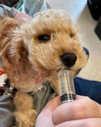 La perra está siendo alimentada