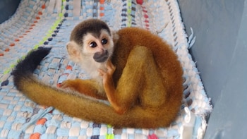 Rescatan en Costa Rica un mono ardilla en peligro de extinción que era ofrecido para presunto comercio ilegal