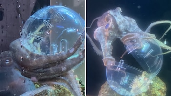 Dos tomas de un pulpo bajo el agua sujetando y abriendo una esfera de plástico transparente