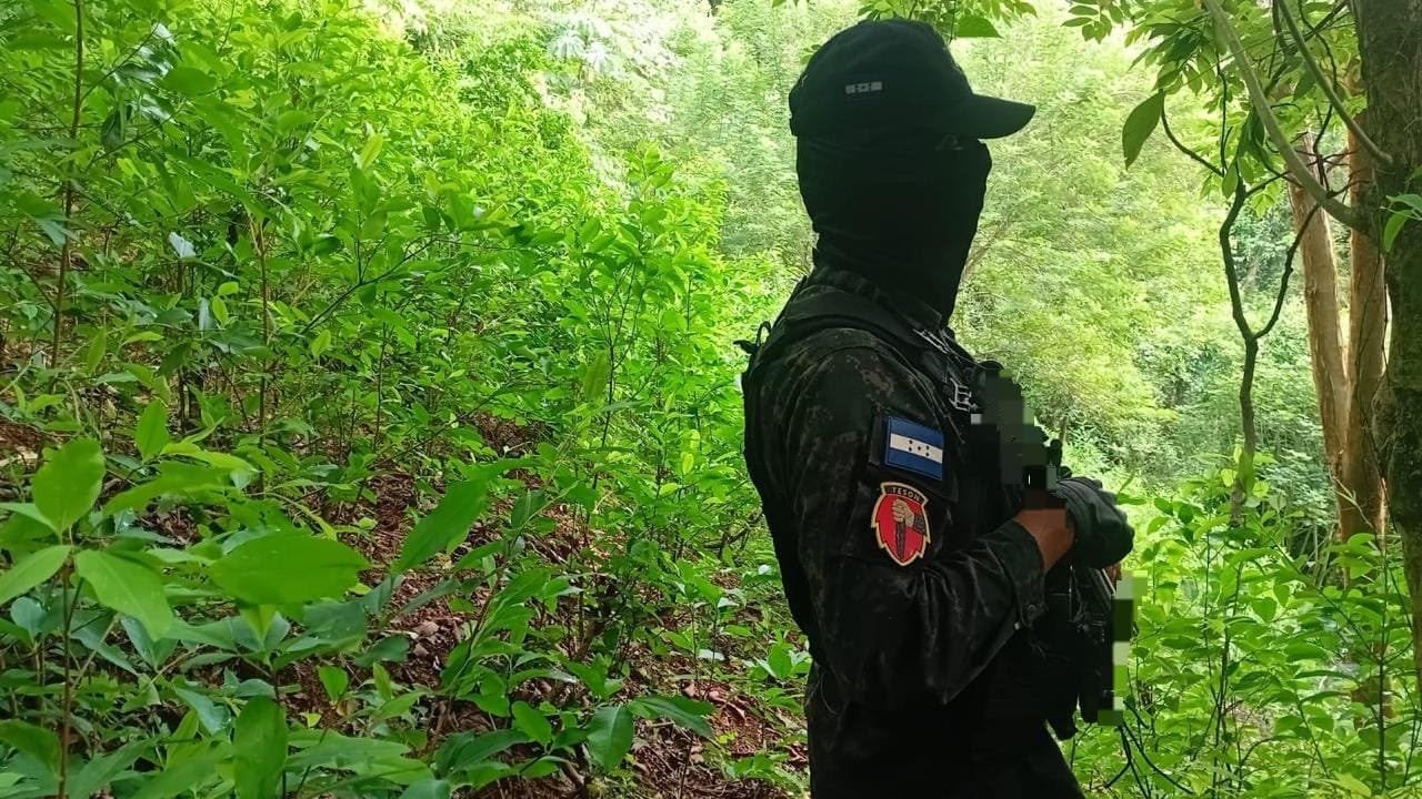 Un total estimado de 8,250 arbustos de presunta hoja de coca fueron encontrados durante el operativo militar. (Foto: Fuerzas Armadas)