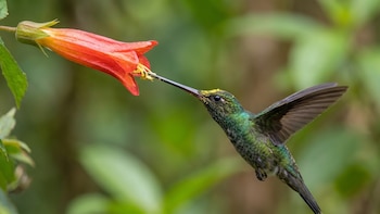 Más de 10 centímetros y los Andes como hábitat: así es el colibrí picoespada, el ave con el pico más largo del mundo