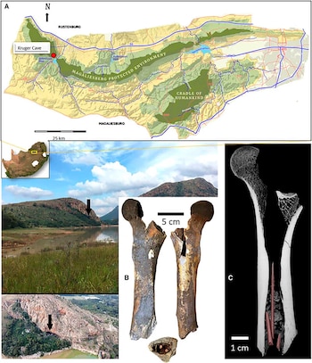 Científicos analizaron un hueso con