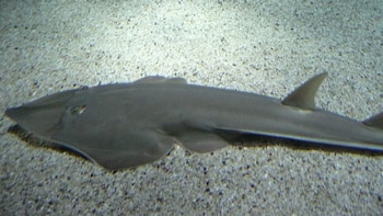 Estos misteriosos tiburones, conocidos por